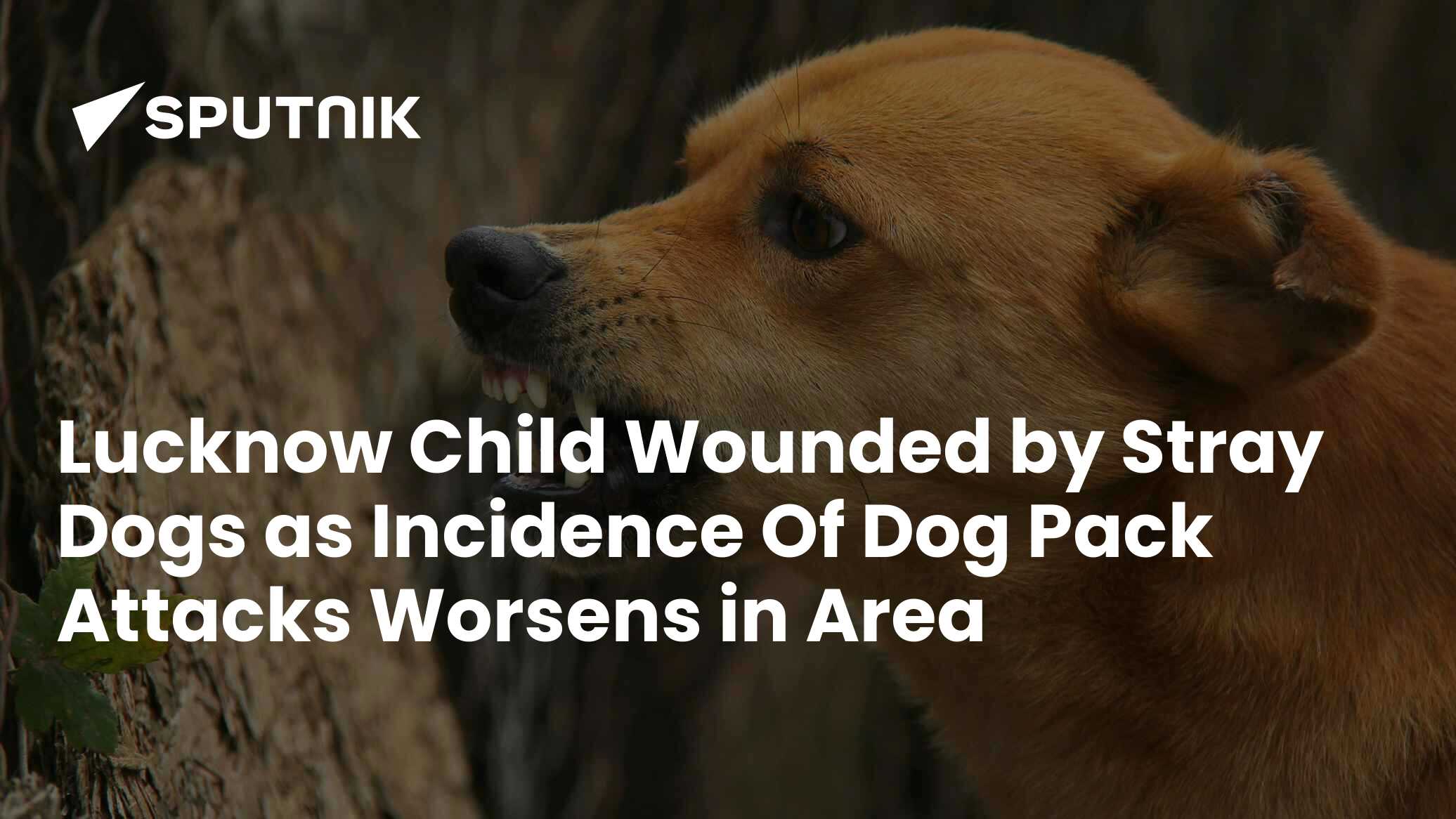 Rise in deadly attacks by stray dogs on children, adults, raise an
