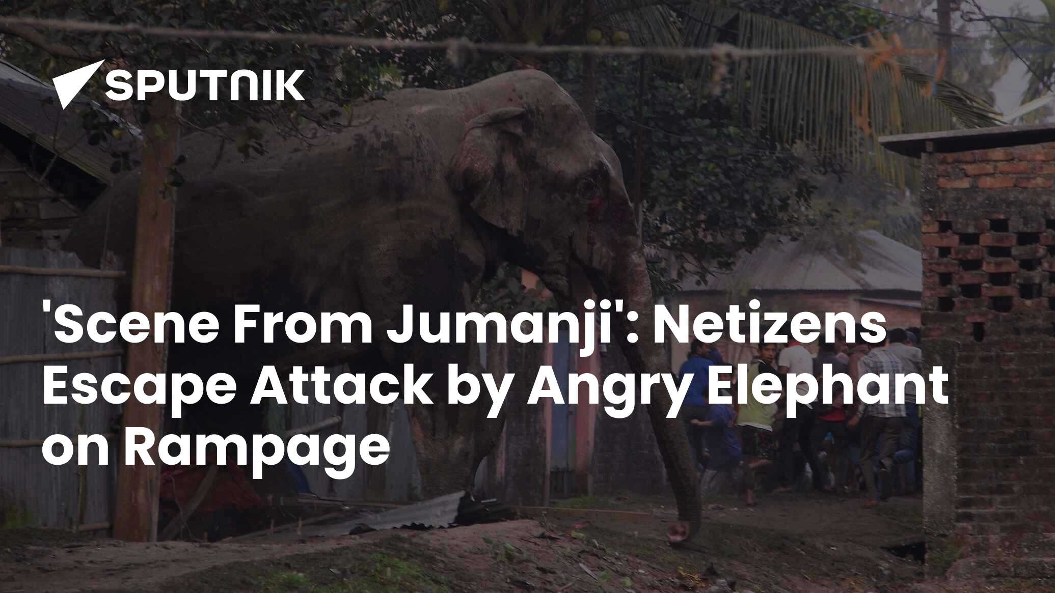 Scene From Jumanji Netizens Escape Attack By Angry Elephant On scene-from-jumanji-netizens-escape-attack-by-angry-elephant-on