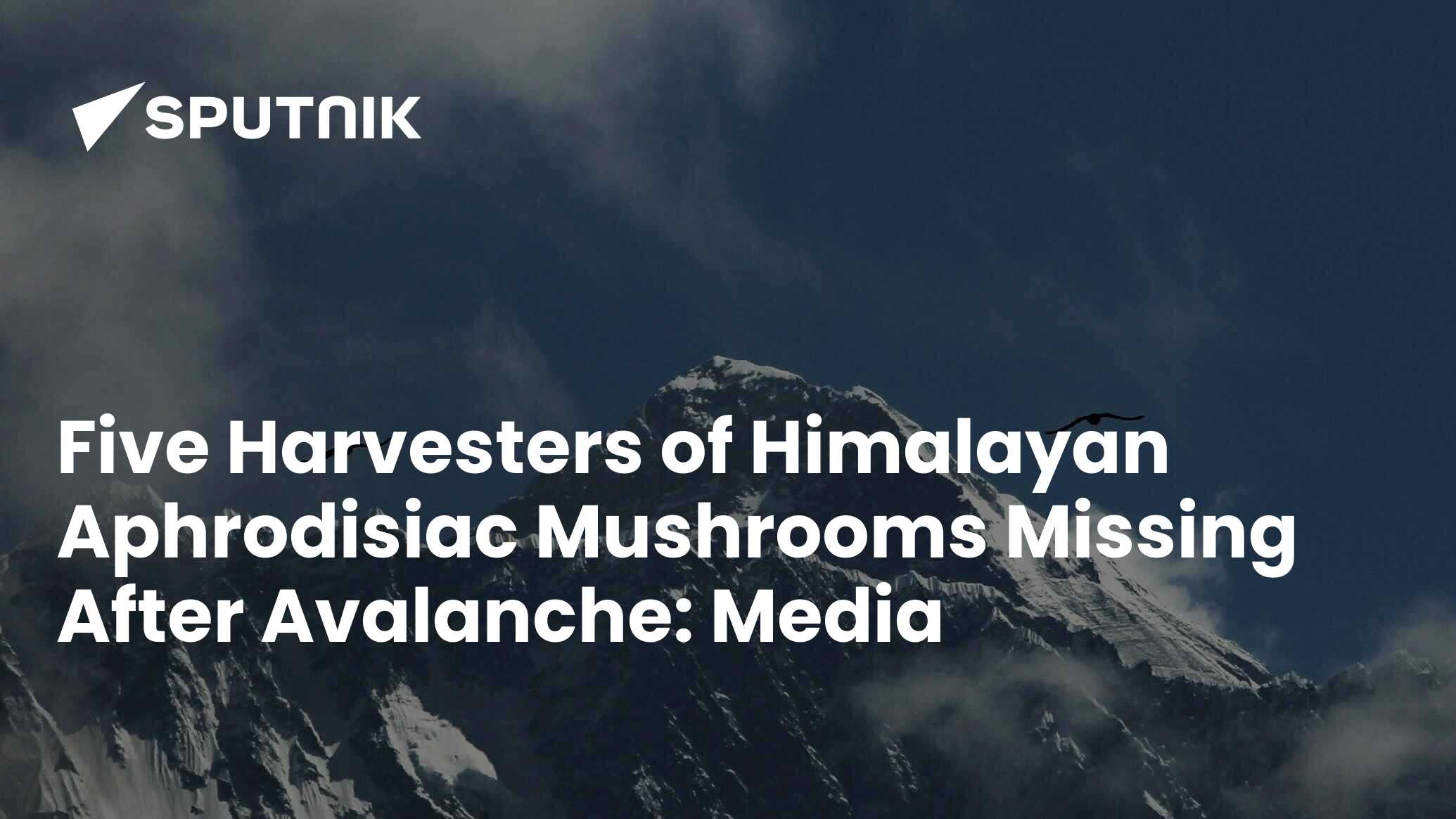 Five Harvesters of Himalayan Aphrodisiac Mushrooms Missing After