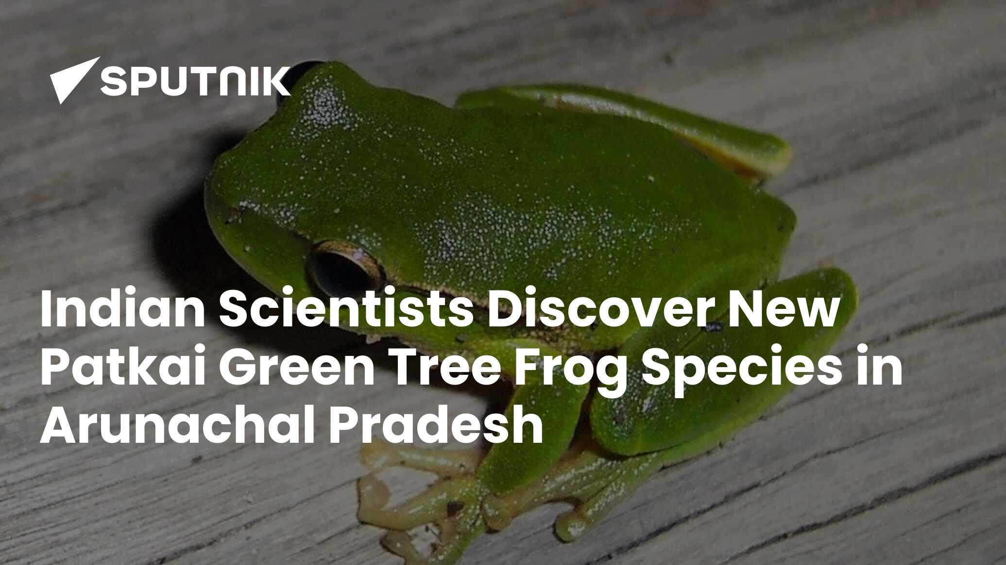 Indian Scientists Discover New Patkai Green Tree Frog Species 2342