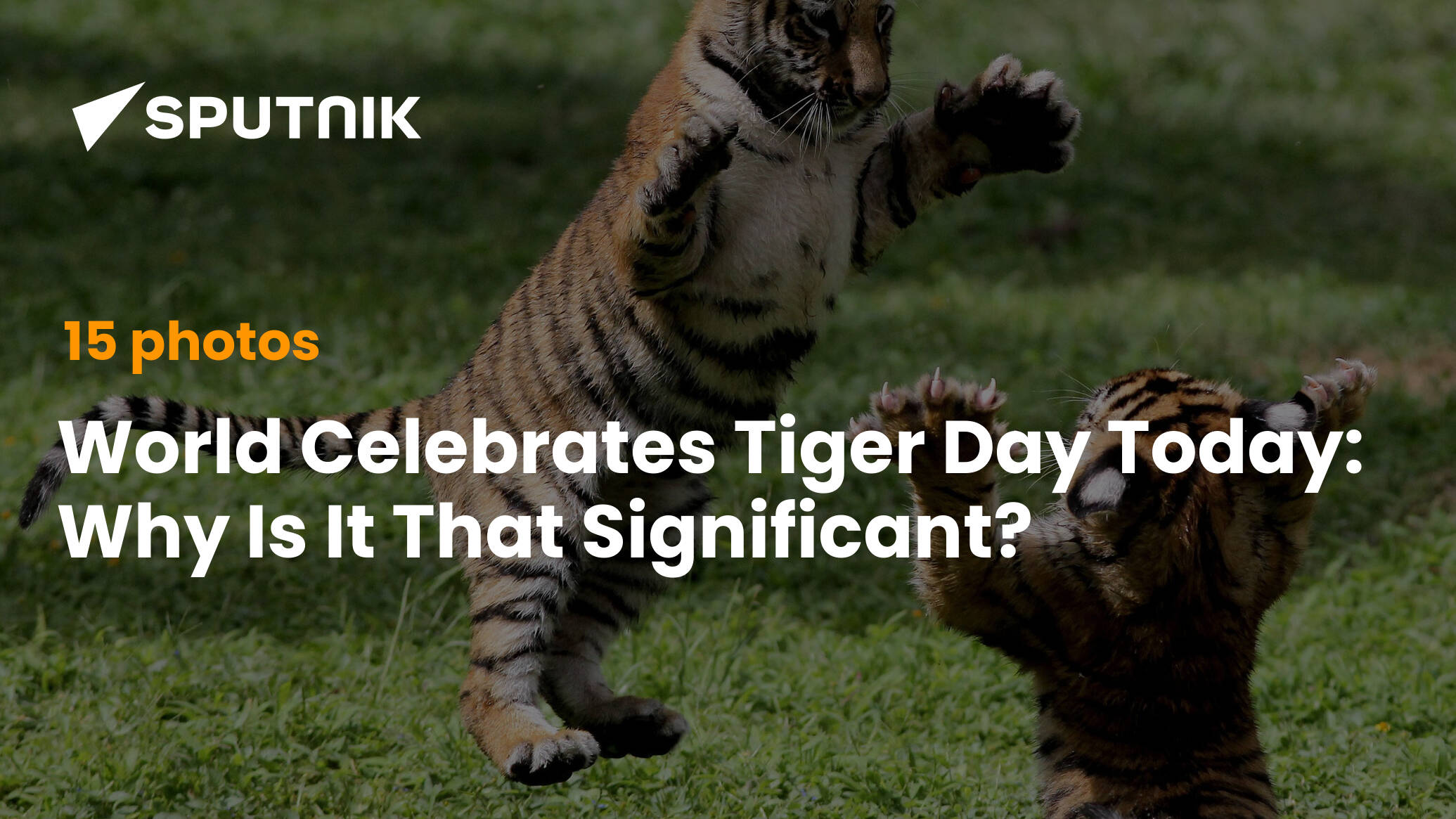 World Celebrates Tiger Day Today: Why Is It That Significant?