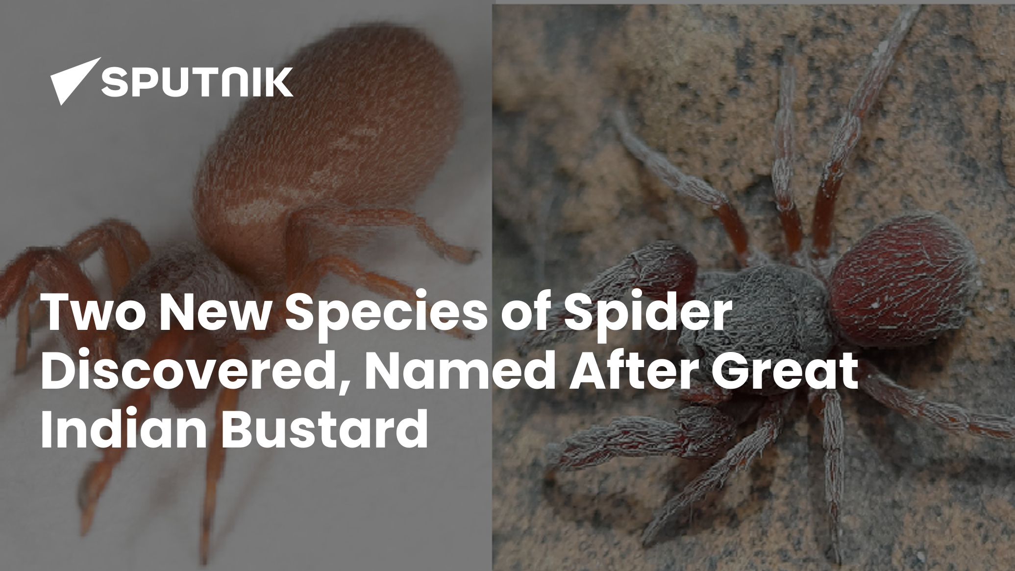 Two new 'shy' spider species found, named after Great Indian Bustard