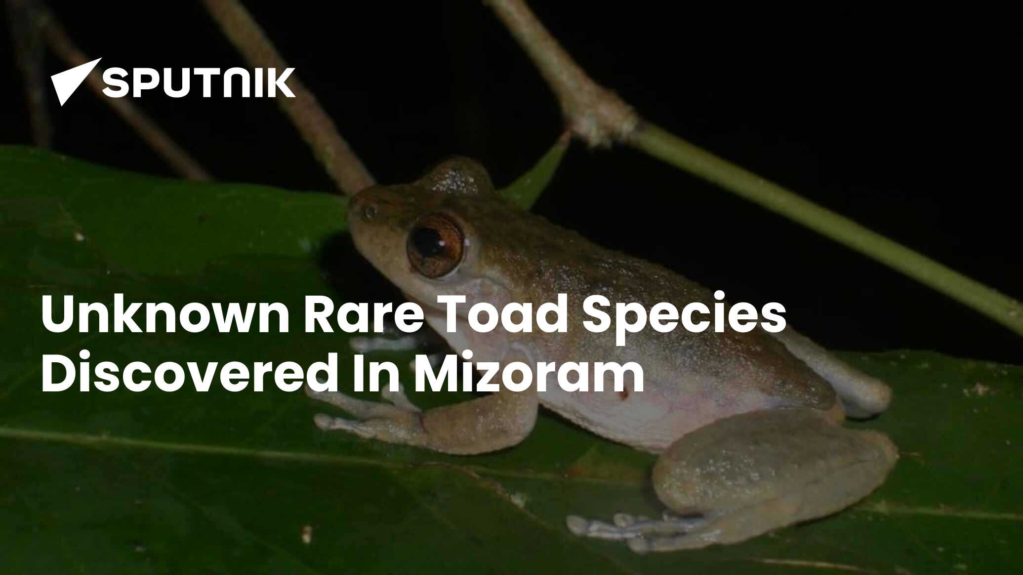 Bufoides bhupathyi: Scientists Found Rare Toad Species In Mizoram