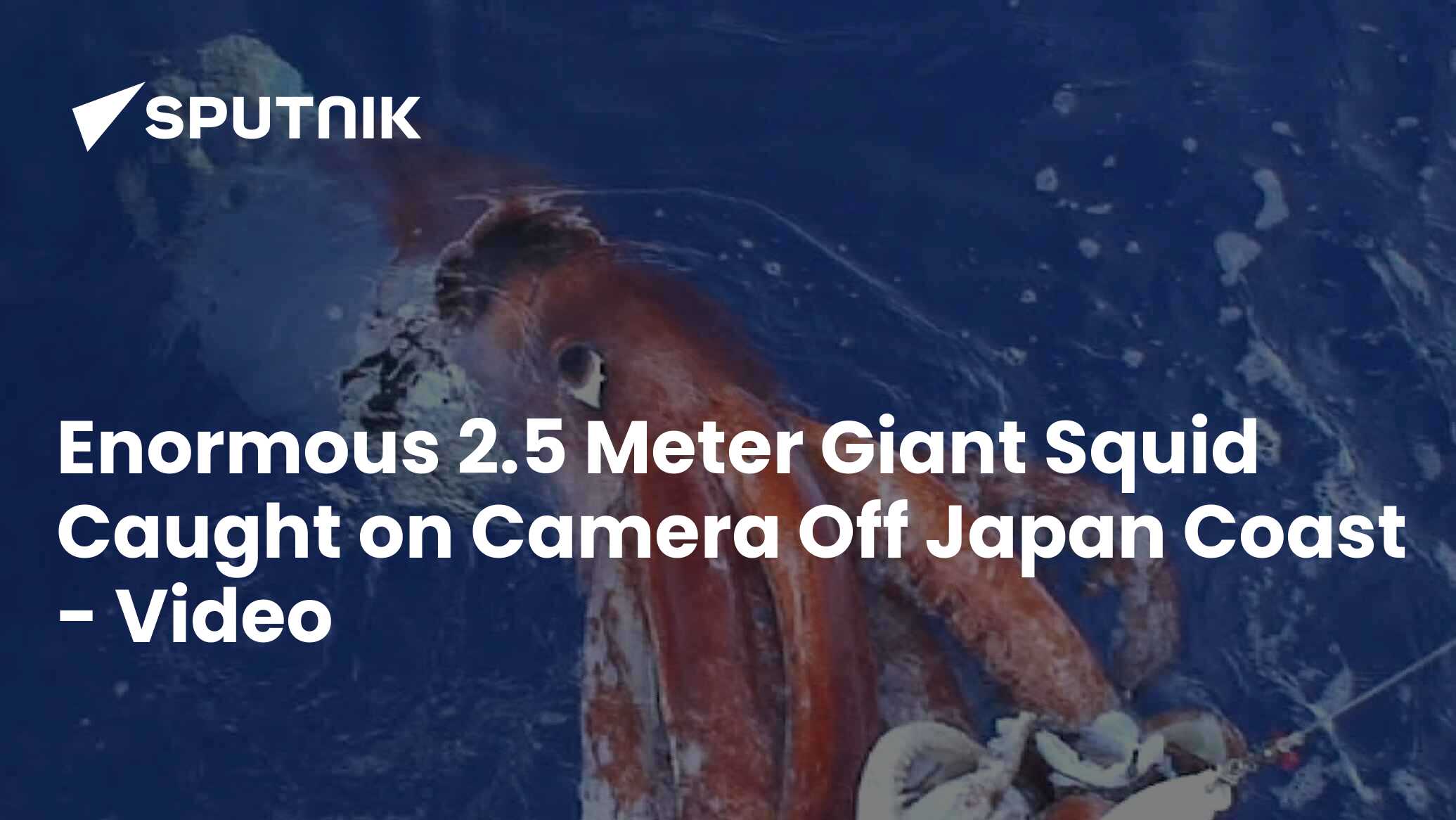Enormous 2.5 Meter Giant Squid Caught on Camera Off Japan Coast - Video