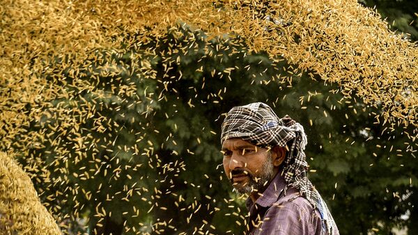 A labourer works to separate rice husk from the grain at a wholesale grain market in Amritsar on September 20, 2022. - Sputnik India