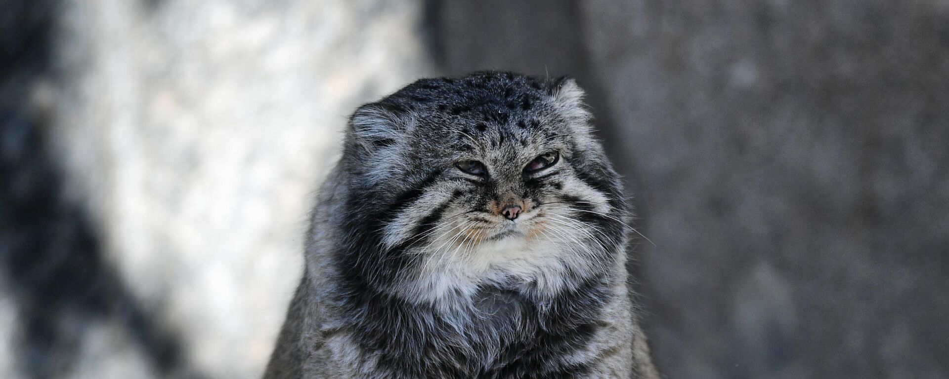 Pallas’ cat from the Moscow Zoo - Sputnik भारत, 1920, 13.12.2022