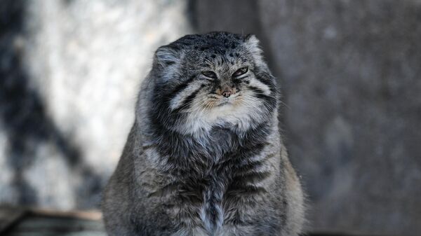 Pallas’ cat from the Moscow Zoo - Sputnik भारत