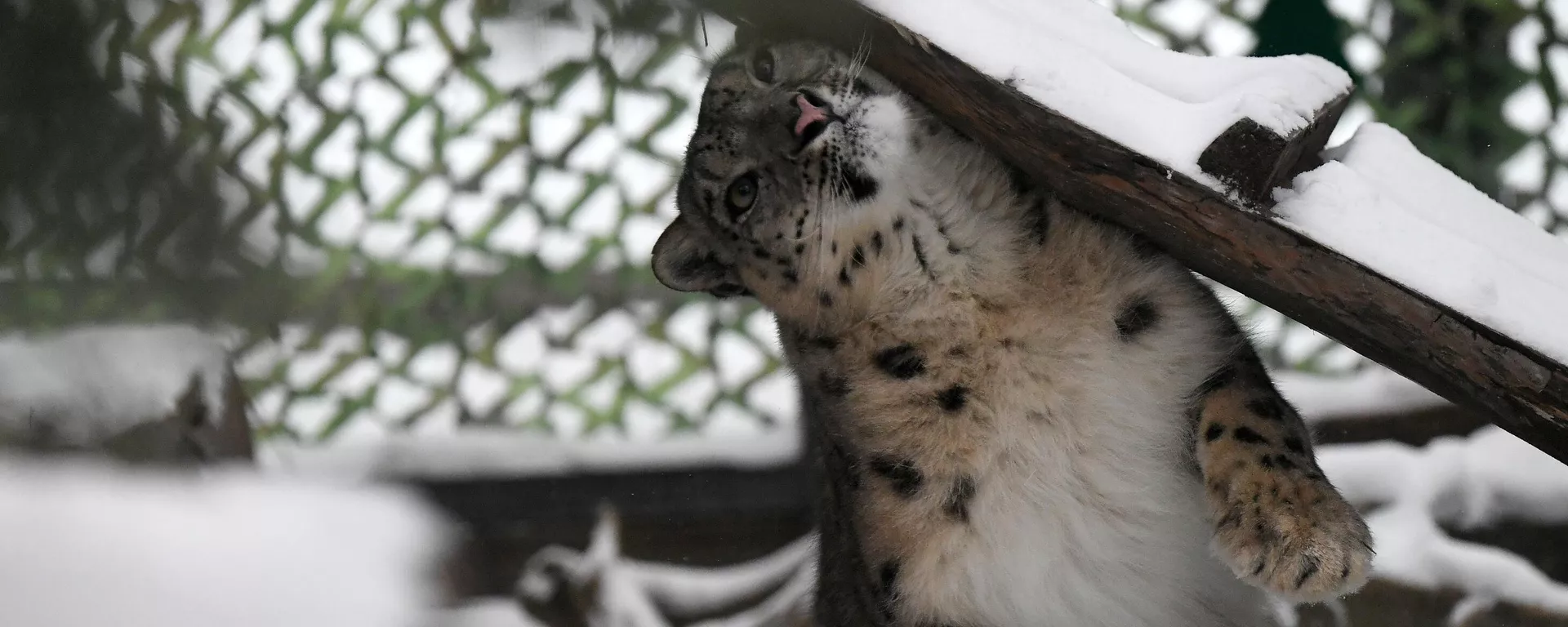 Russian snow leopard named Kisunya // रूसी हिम तेंदुआ किसून्या - Sputnik India, 1920, 17.10.2023