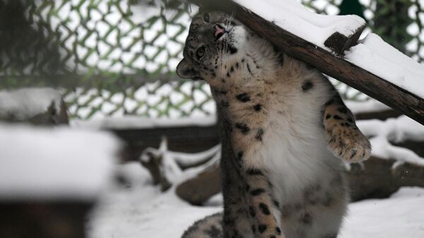Russian snow leopard named Kisunya // रूसी हिम तेंदुआ किसून्या - Sputnik India