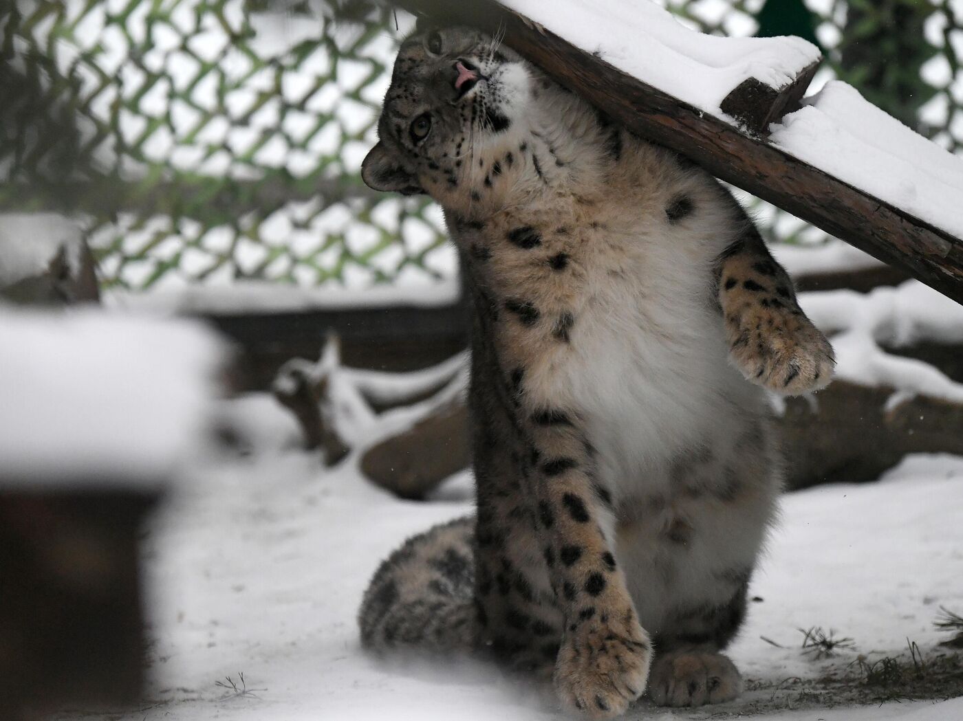Snow Leopard Cubs Get Caught on Camera for Their 'Cute Act of 