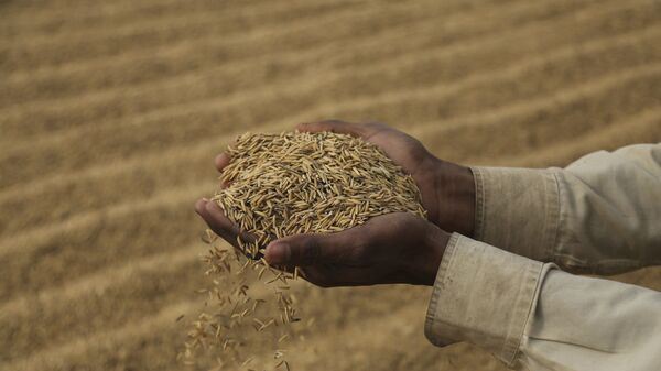 An Indian laborer dries rice crop on the outskirts of Jammu, India, Friday, Dec. 11, 2020 - Sputnik India