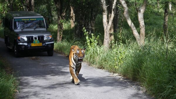 A Bengal tiger walks along a road ahead of a vehicle on Global Tiger Day in the jungles of Bannerghatta National Park, 25 kilometers (16 miles) south of Bangalore, India, Wednesday, July 29, 2015. - Sputnik India