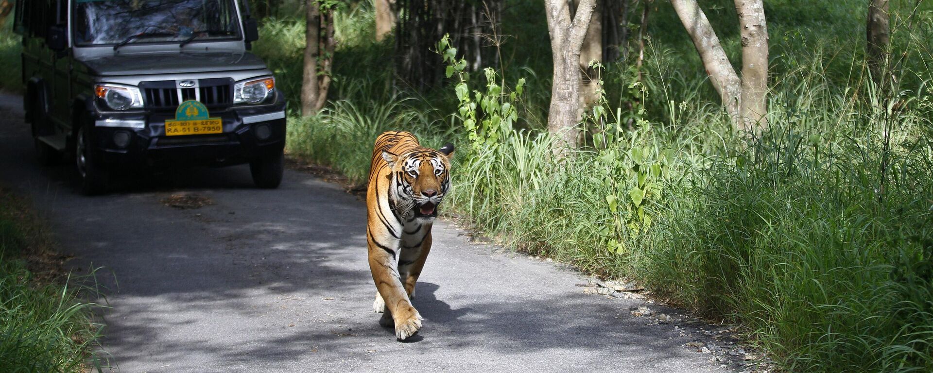 A Bengal tiger walks along a road ahead of a vehicle on Global Tiger Day in the jungles of Bannerghatta National Park, 25 kilometers (16 miles) south of Bangalore, India, Wednesday, July 29, 2015. - Sputnik भारत, 1920, 10.04.2023