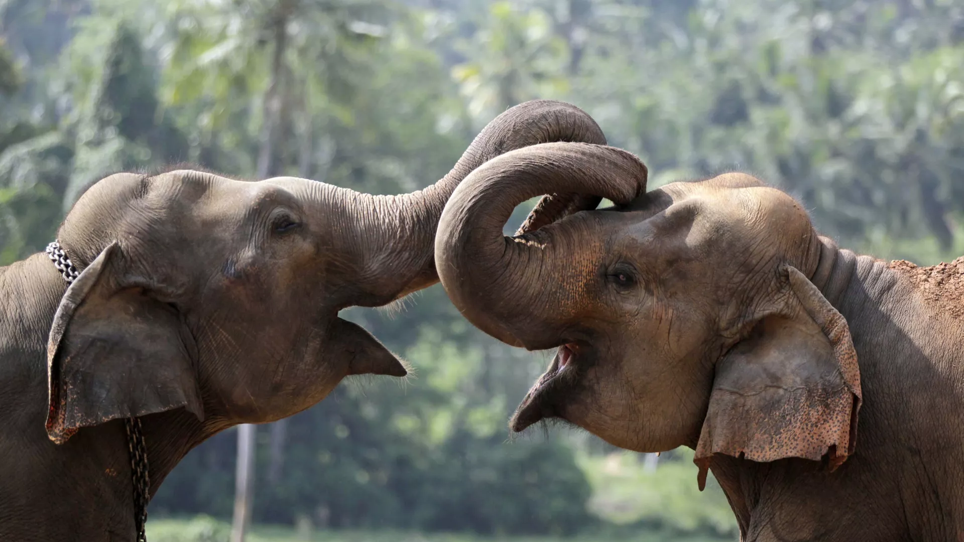 Two elephant calves play at an elephant orphanage in Pinnawala, about 45 kilometers (28 miles) northeast of Colombo, Sri Lanka