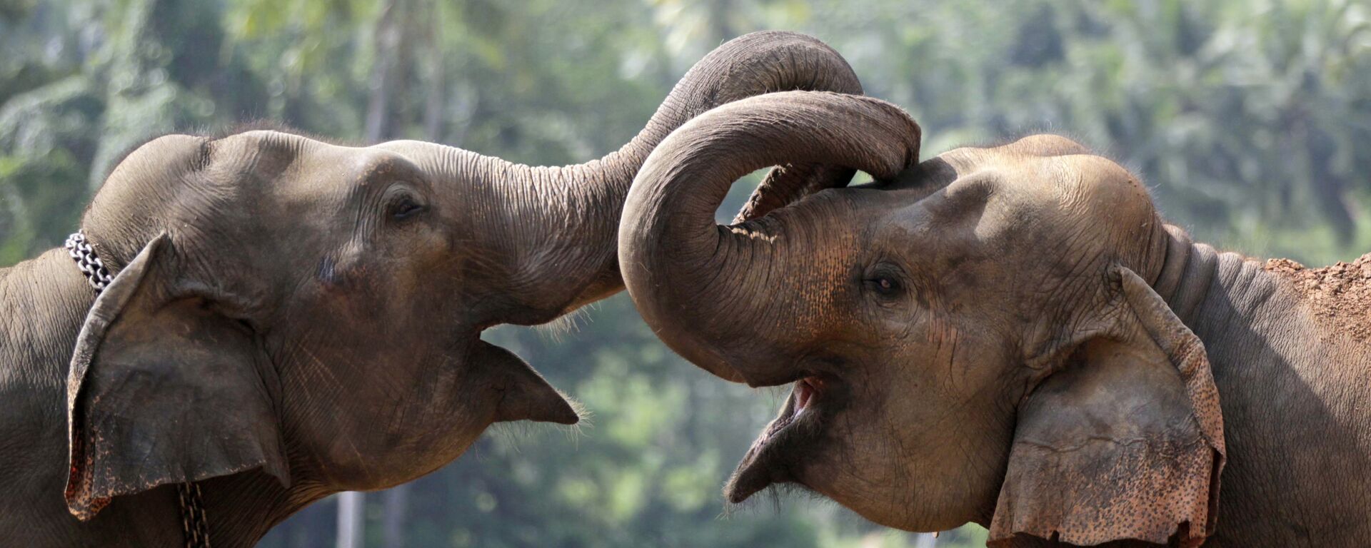 Two elephant calves play at an elephant orphanage in Pinnawala, about 45 kilometers (28 miles) northeast of Colombo, Sri Lanka - Sputnik भारत, 1920, 14.02.2023