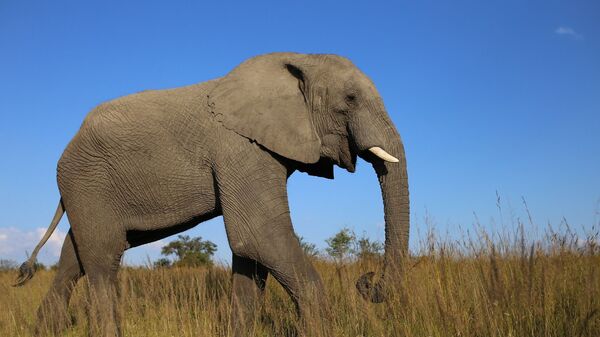 African elephant  - Sputnik भारत