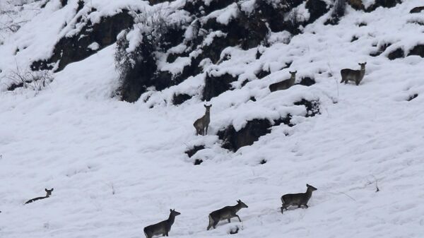 A group of stags stand amid the snow at Dachigam Wildlife Sanctuary, outskirts of Srinagar, India, Thursday, Jan. 23, 2014. - Sputnik India