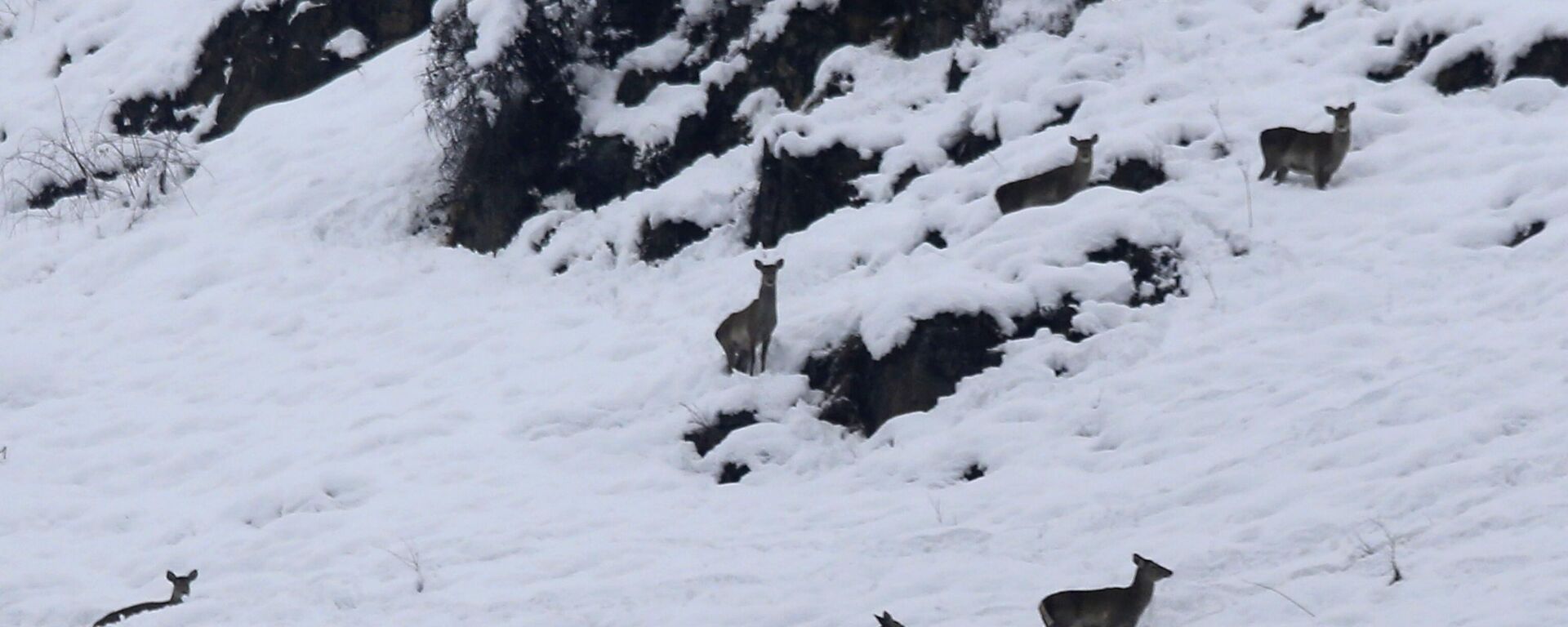 A group of stags stand amid the snow at Dachigam Wildlife Sanctuary, outskirts of Srinagar, India, Thursday, Jan. 23, 2014. - Sputnik India, 1920, 26.12.2022