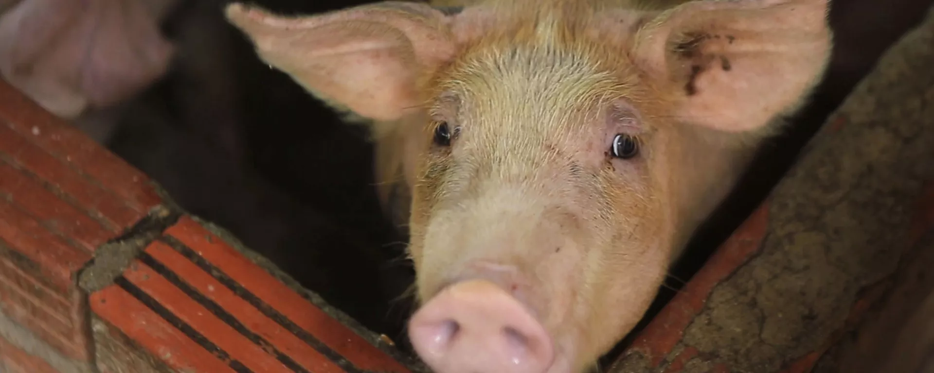In this May 30, 2019, photo, a pig is seen in a pen in My Duc district, Hanoi, Vietnam. Asian nations are scrambling to contain the spread of the highly contagious African swine fever with Vietnam culling 2.5 million pigs and China reporting more than a million dead in an unprecedentedly huge epidemic governments fear have gone out of control. - Sputnik India, 1920, 20.08.2023