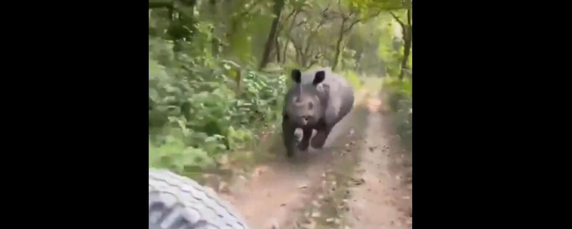 Rhino chasing tourist jeep in Assam - Sputnik India, 1920, 01.01.2023