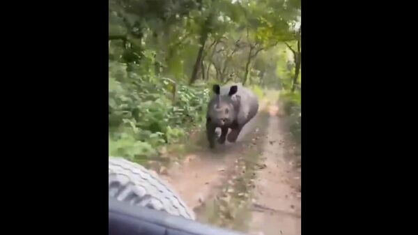 Rhino chasing tourist jeep in Assam - Sputnik भारत