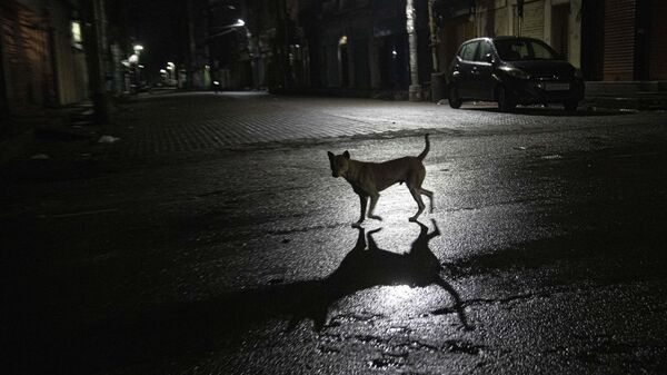 A stray dog crosses a deserted road during nationwide lockdown in Gauhati, India, Tuesday, May 5, 2020 - Sputnik भारत