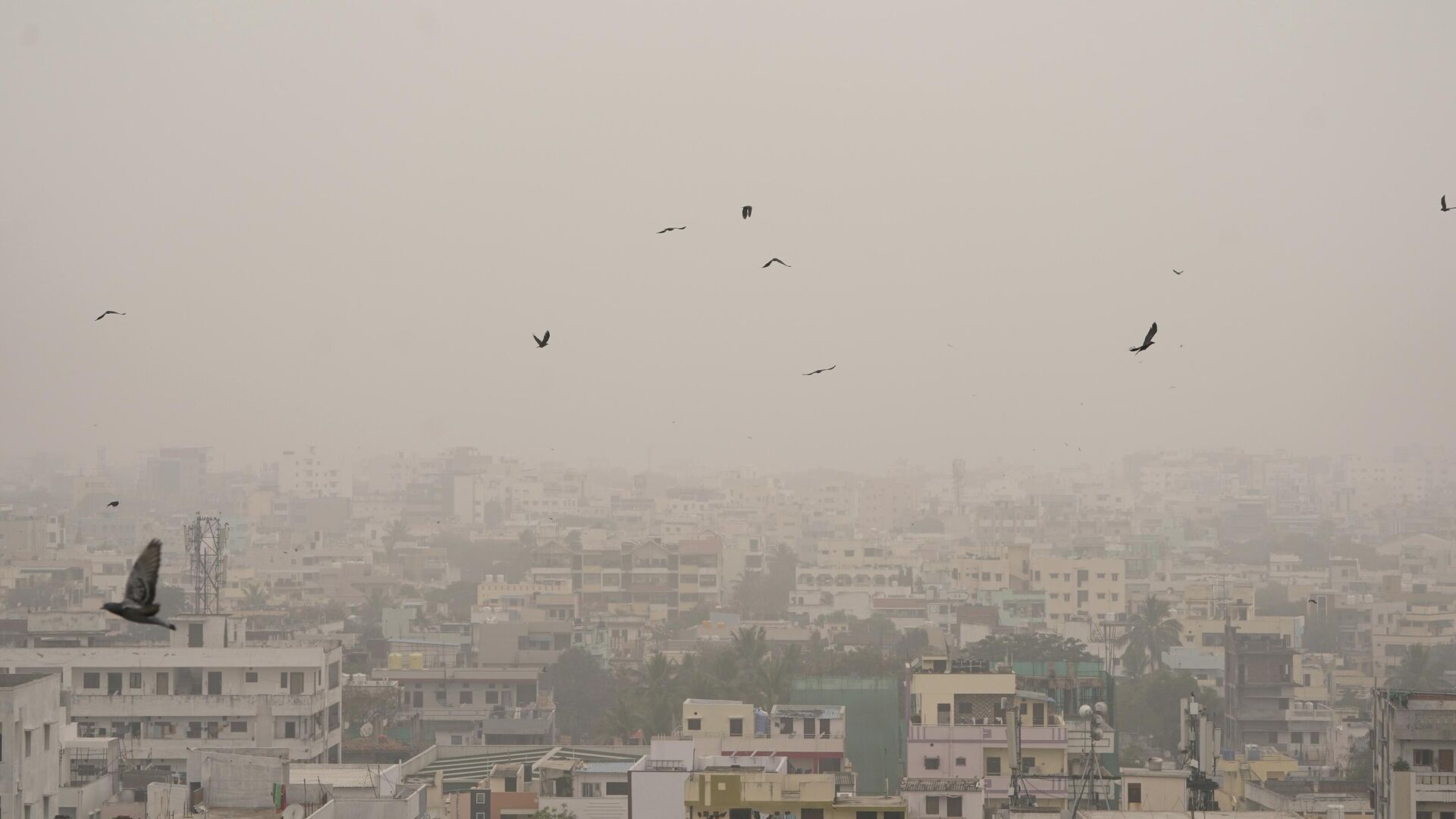 Pigeons fly in a fog enveloped sky on a cold morning in Hyderabad, India, Friday, Jan. 6, 2023.  - Sputnik India, 1920, 09.01.2023
