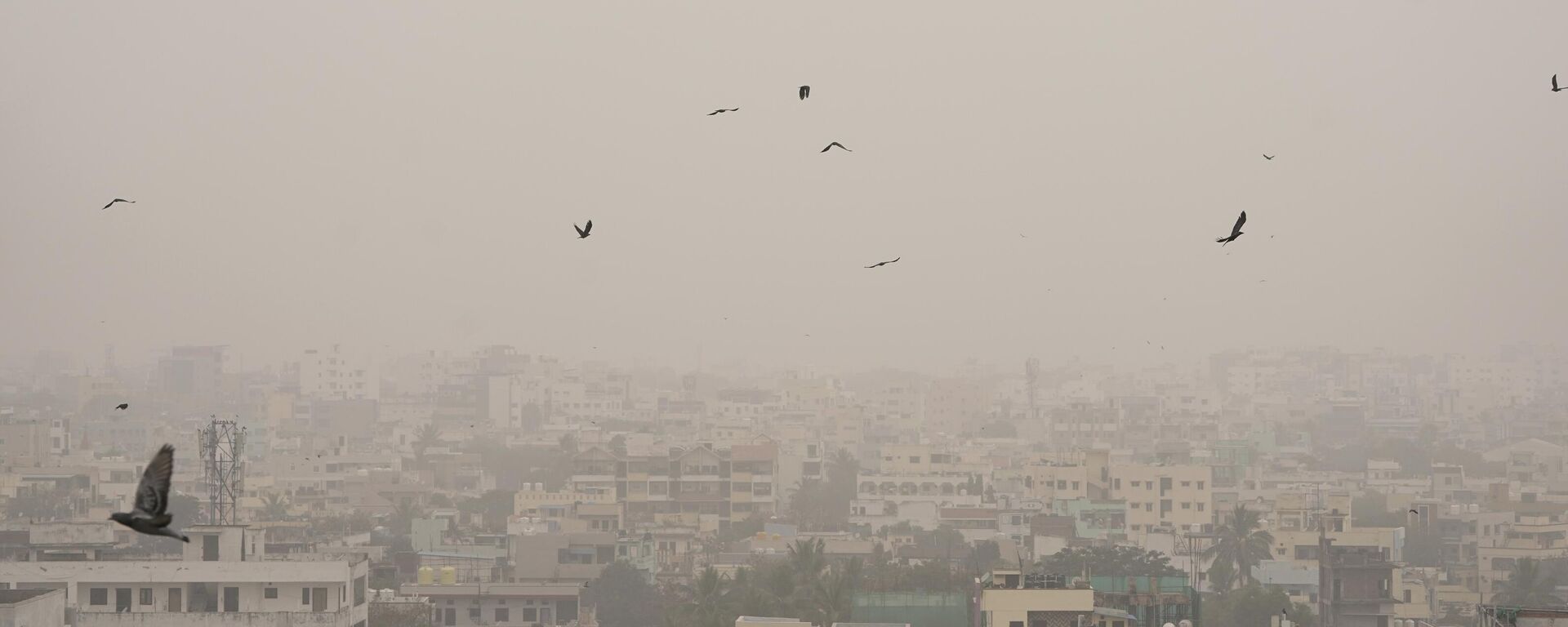 Pigeons fly in a fog enveloped sky on a cold morning in Hyderabad, India, Friday, Jan. 6, 2023.  - Sputnik India, 1920, 07.01.2023