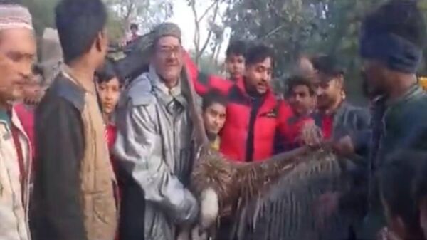 A rare vulture was rescued in Uttar Pradesh - Sputnik India