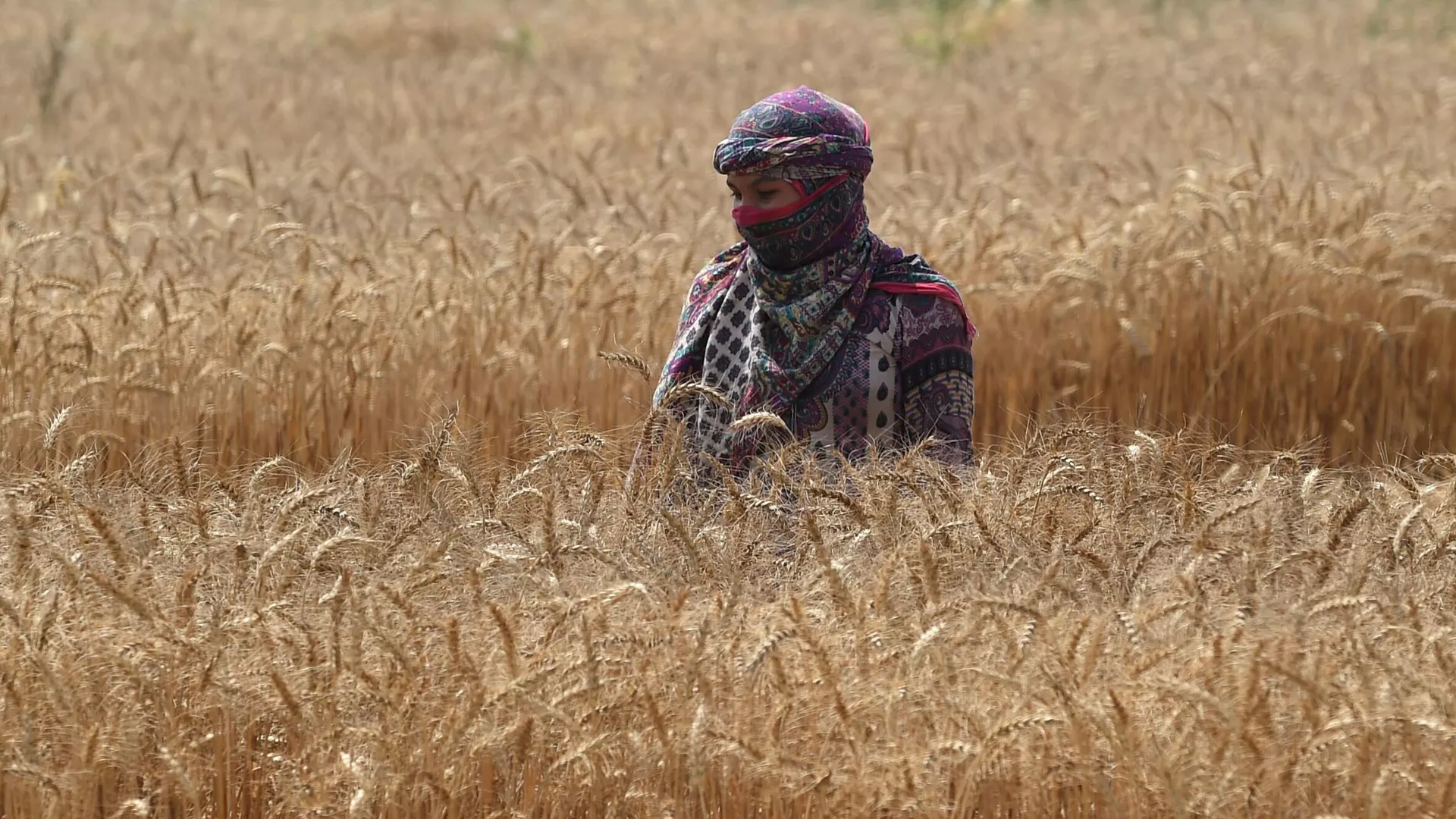 A farmer harvests wheat crop in a field on the outskirts of Lahore on April 14, 2022.