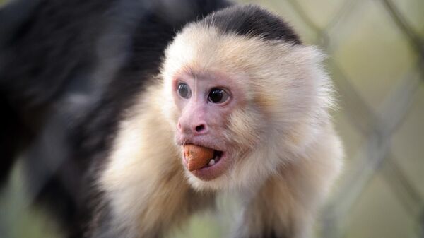 White Face Capuchin - Sputnik भारत