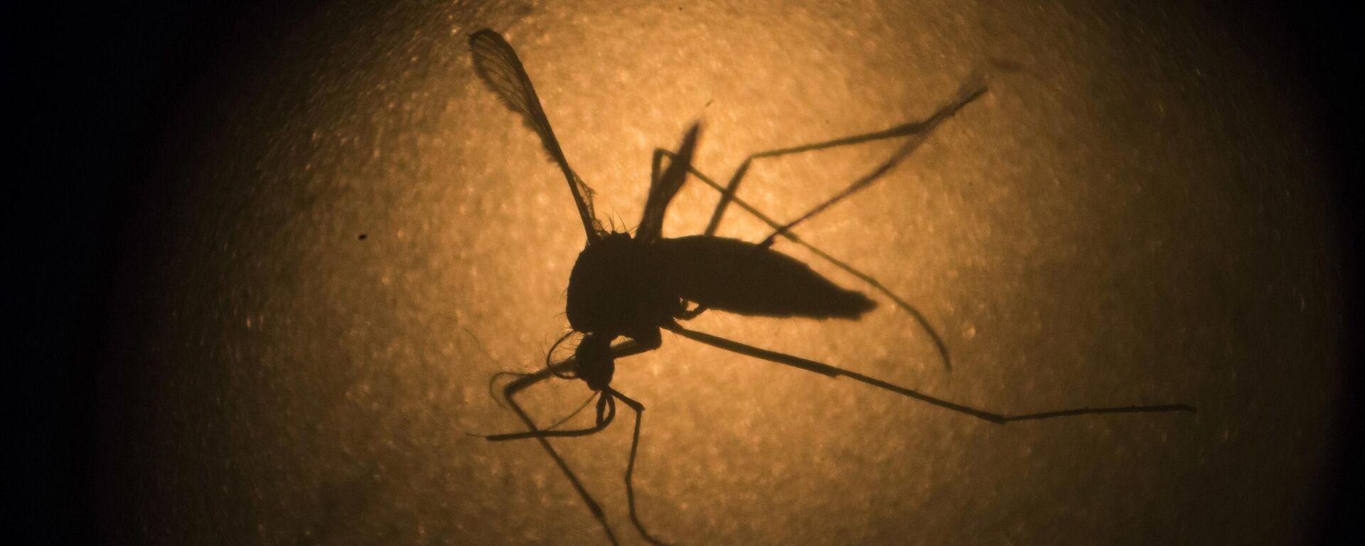 In this Jan. 27, 2016, file photo, an Aedes aegypti mosquito known to carry the Zika virus and Dengue fever is photographed through a microscope at the Fiocruz institute in Recife, Pernambuco state, Brazil. - Sputnik India, 1920, 11.01.2023