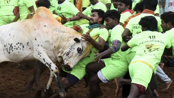 Villagers try to tame a bull during a traditional bull-taming festival called Jallikattu, in the village of Palamedu, near Madurai, Tamil Nadu state, India, Friday, Jan. 15, 2021. - Sputnik भारत