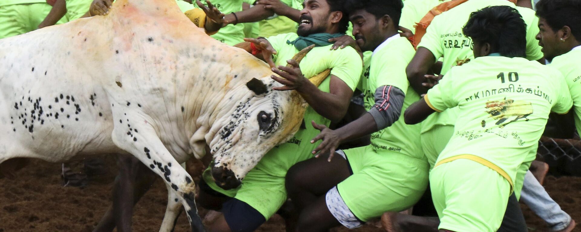Villagers try to tame a bull during a traditional bull-taming festival called Jallikattu, in the village of Palamedu, near Madurai, Tamil Nadu state, India, Friday, Jan. 15, 2021. - Sputnik भारत, 1920, 16.01.2023