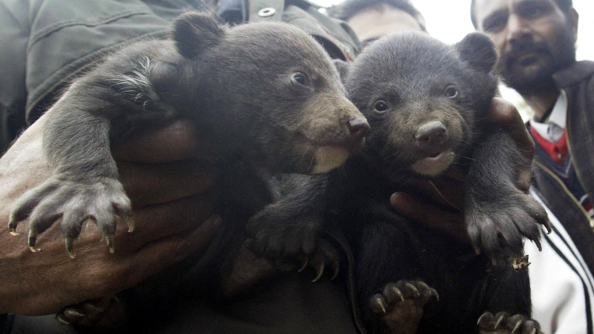 An Indian Kashmiri wildlife official holds two new born bear cubs found in a park in Srinagar, 11 March 2007. - Sputnik India, 1920, 16.01.2023