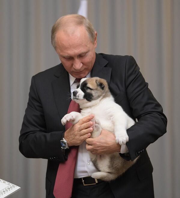 Russian President Vladimir Putin holds a puppy presented by Turkmenistan's President Gurbanguly Berdymukhamedov in Sochi, Russia, 2017. - Sputnik India
