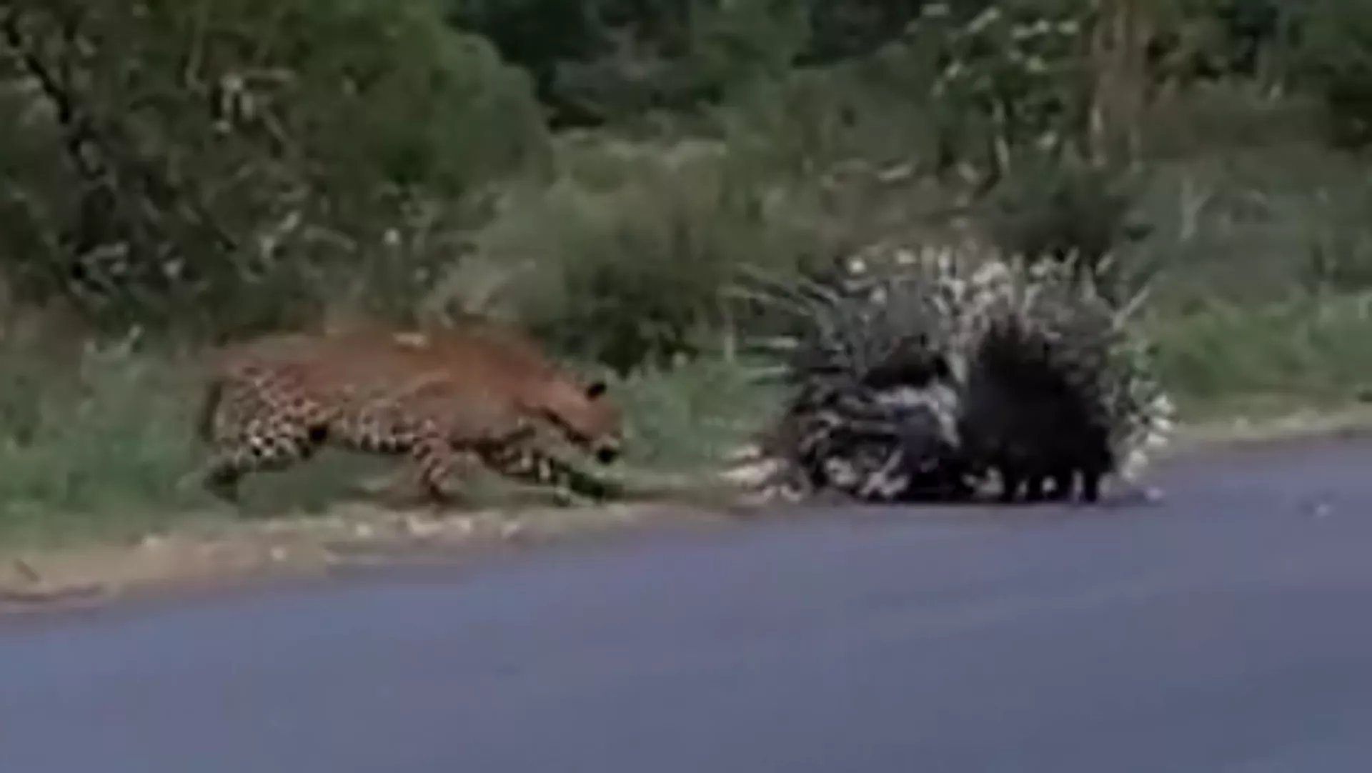 Porcupines save cubs from a cheetah