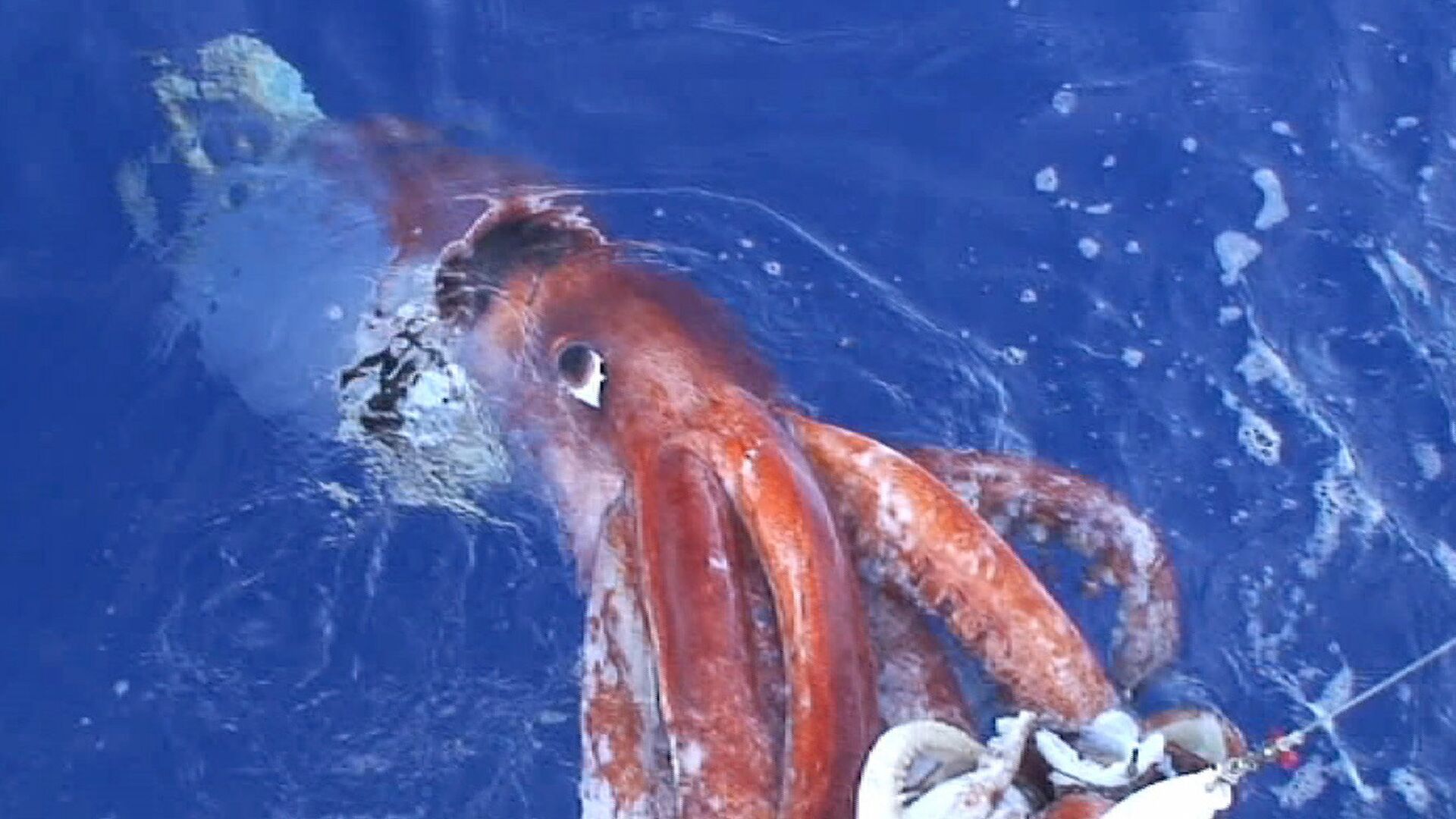 Giant squid - Sputnik India, 1920, 21.01.2023