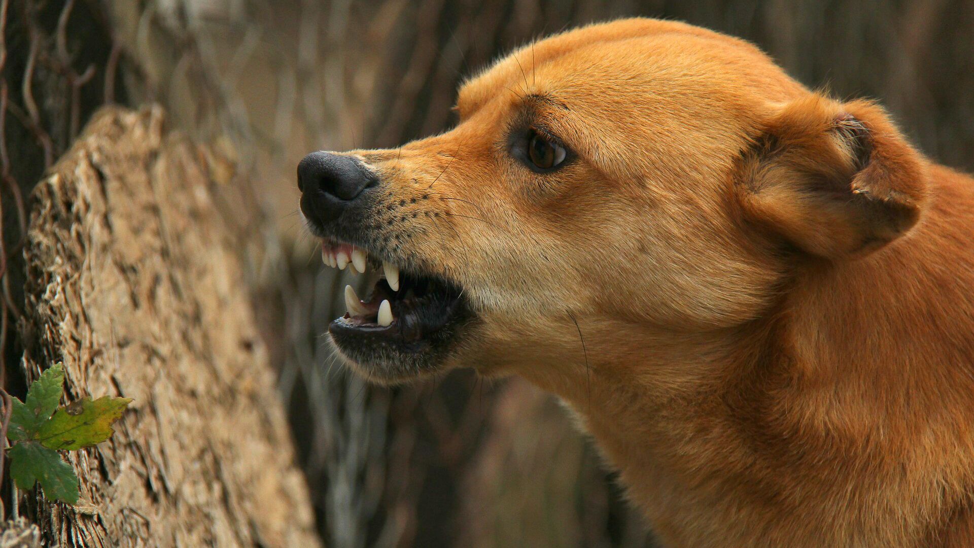 Angry dog - Sputnik India, 1920, 01.03.2023