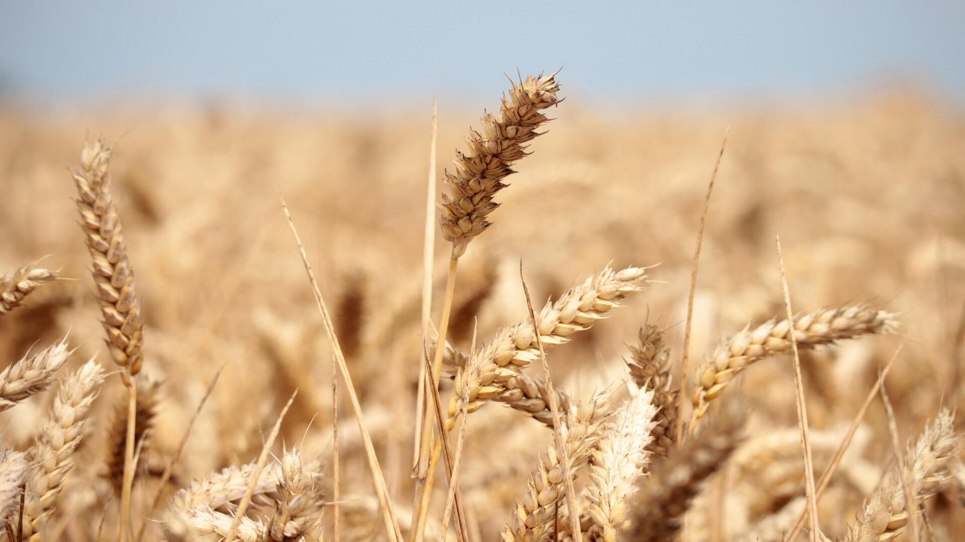 Wheat crops are seen in a field in Wustrau-Altfriesack, Fehrbellin, eastern Germany, on July 18, 2022.  - Sputnik India, 1920, 28.01.2023