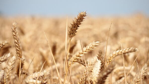 Wheat crops are seen in a field in Wustrau-Altfriesack, Fehrbellin, eastern Germany, on July 18, 2022.  - Sputnik भारत