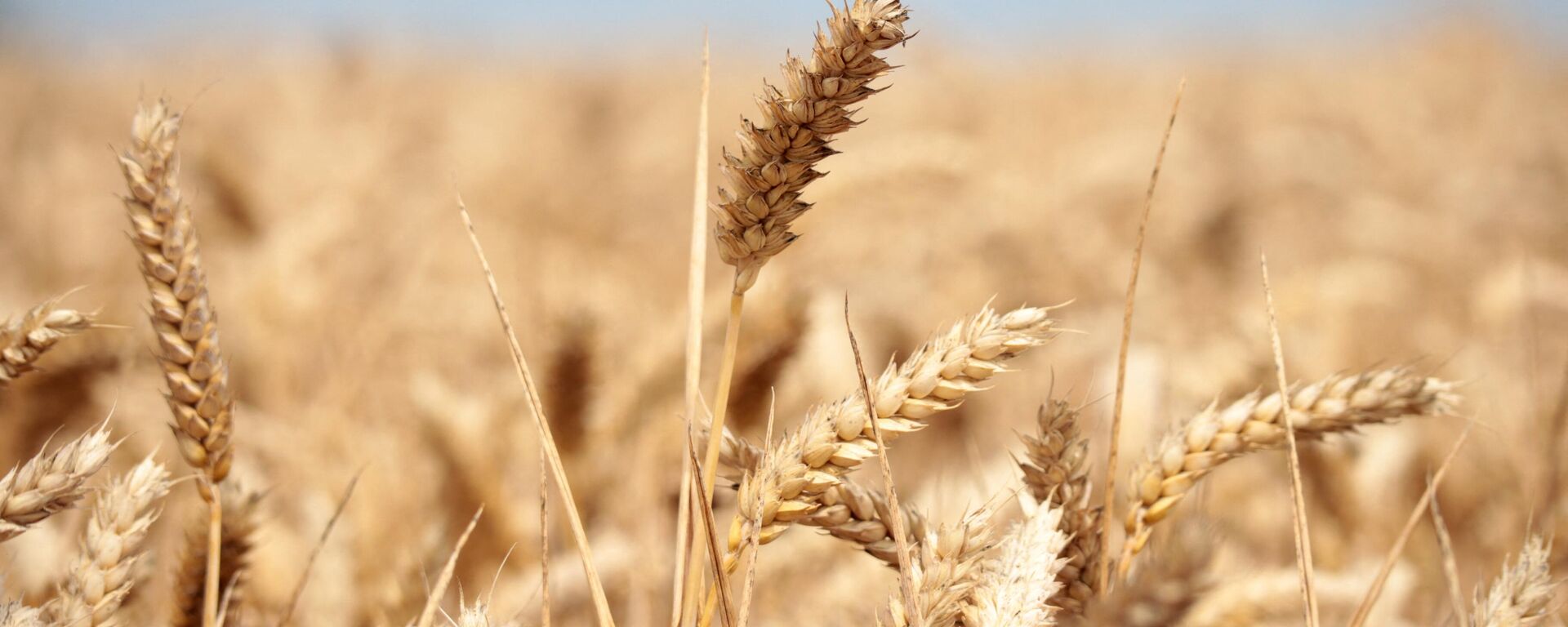Wheat crops are seen in a field in Wustrau-Altfriesack, Fehrbellin, eastern Germany, on July 18, 2022.  - Sputnik भारत, 1920, 04.07.2023