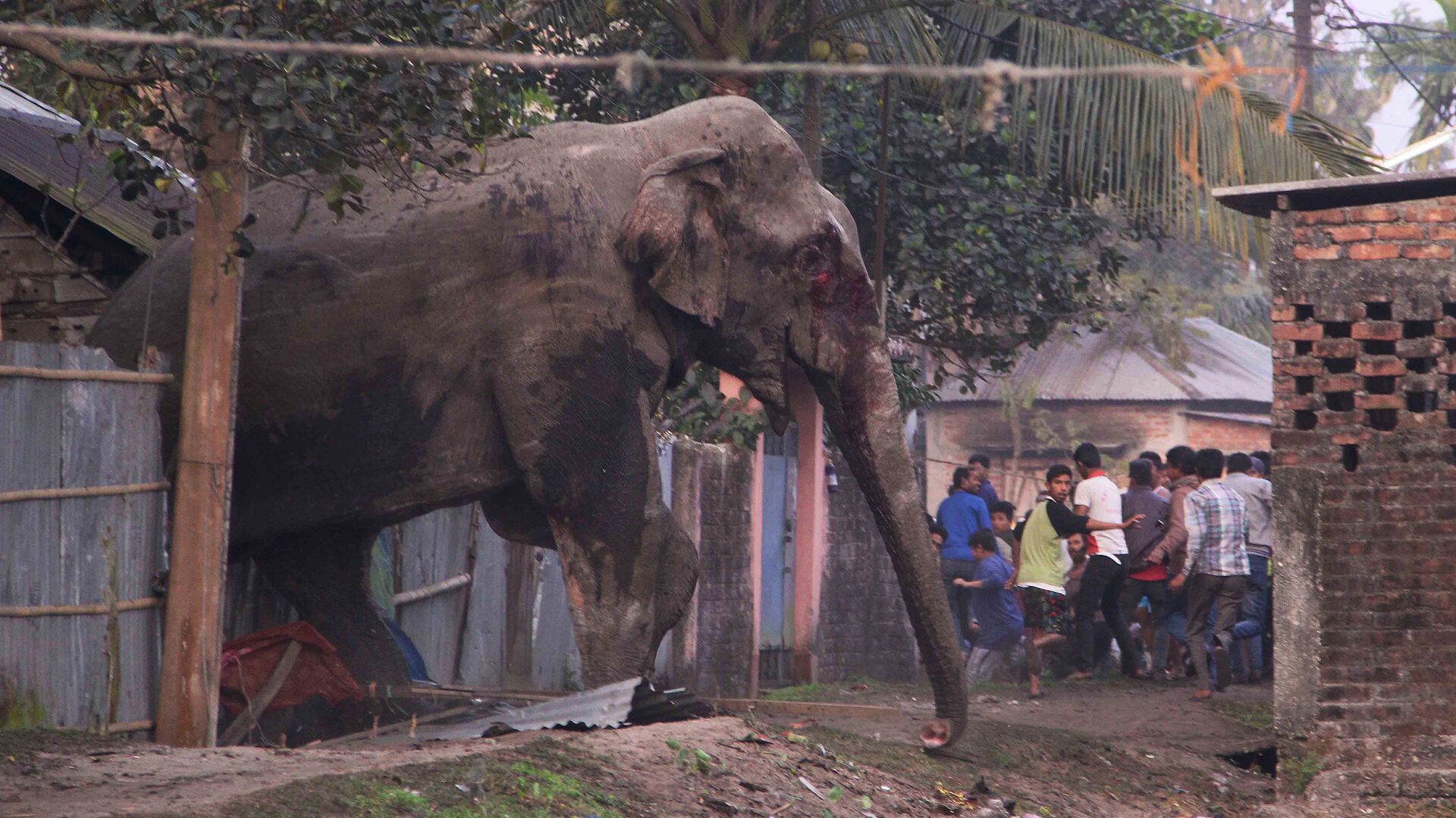 People run as they follow a wild elephant that strayed into the town of Siliguri in West Bengal state, India, Wednesday, Feb. 10, 2016. The elephant had wandered from the Baikunthapur forest on Wednesday, crossing roads and a small river before entering the town. The panicked elephant ran amok, trampling parked cars and motorbikes before it was tranquilized. - Sputnik India, 1920, 10.03.2023