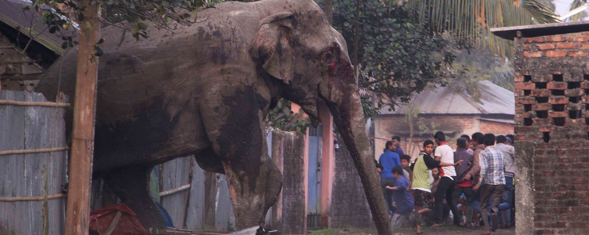 People run as they follow a wild elephant that strayed into the town of Siliguri in West Bengal state, India, Wednesday, Feb. 10, 2016. The elephant had wandered from the Baikunthapur forest on Wednesday, crossing roads and a small river before entering the town. The panicked elephant ran amok, trampling parked cars and motorbikes before it was tranquilized. - Sputnik भारत, 1920, 01.02.2023