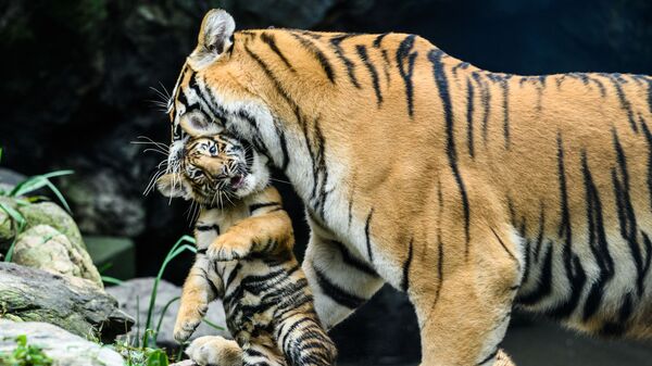 A tigress carries a cub in its mouth - Sputnik भारत