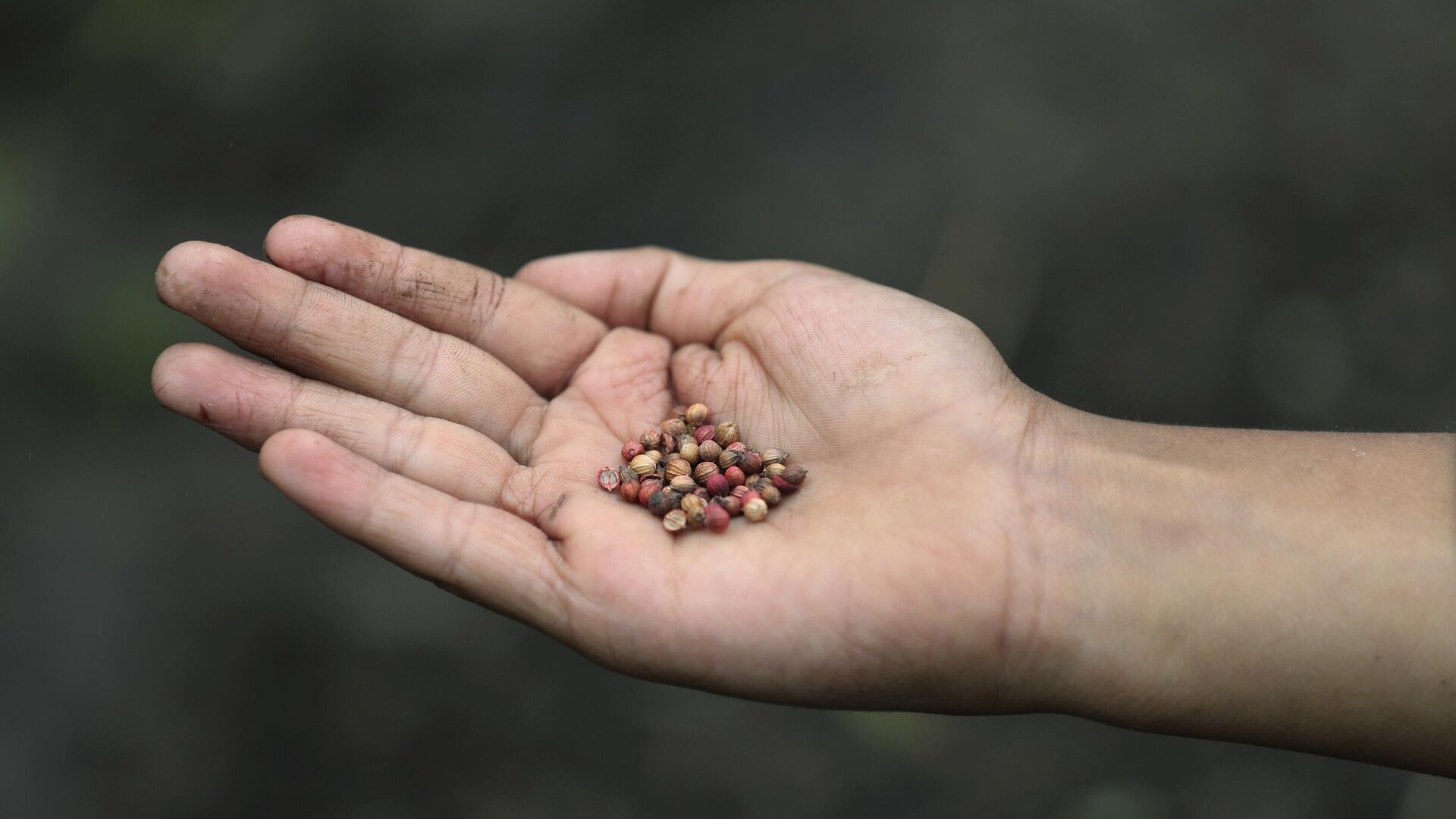 Jeimmer Alejandro Riveros, 9, holds a handful of coriander seeds that go into gardening kits for online followers, on his mother's small farm in Chipaque, Colombia, Saturday, May 9, 2020. - Sputnik India, 1920, 06.02.2023