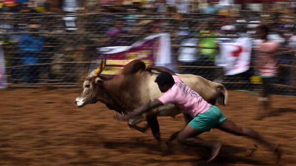 An Indian man tames a bull at the annual Jallikattu bull-taming contest in the village of Palamedu, India. - Sputnik भारत