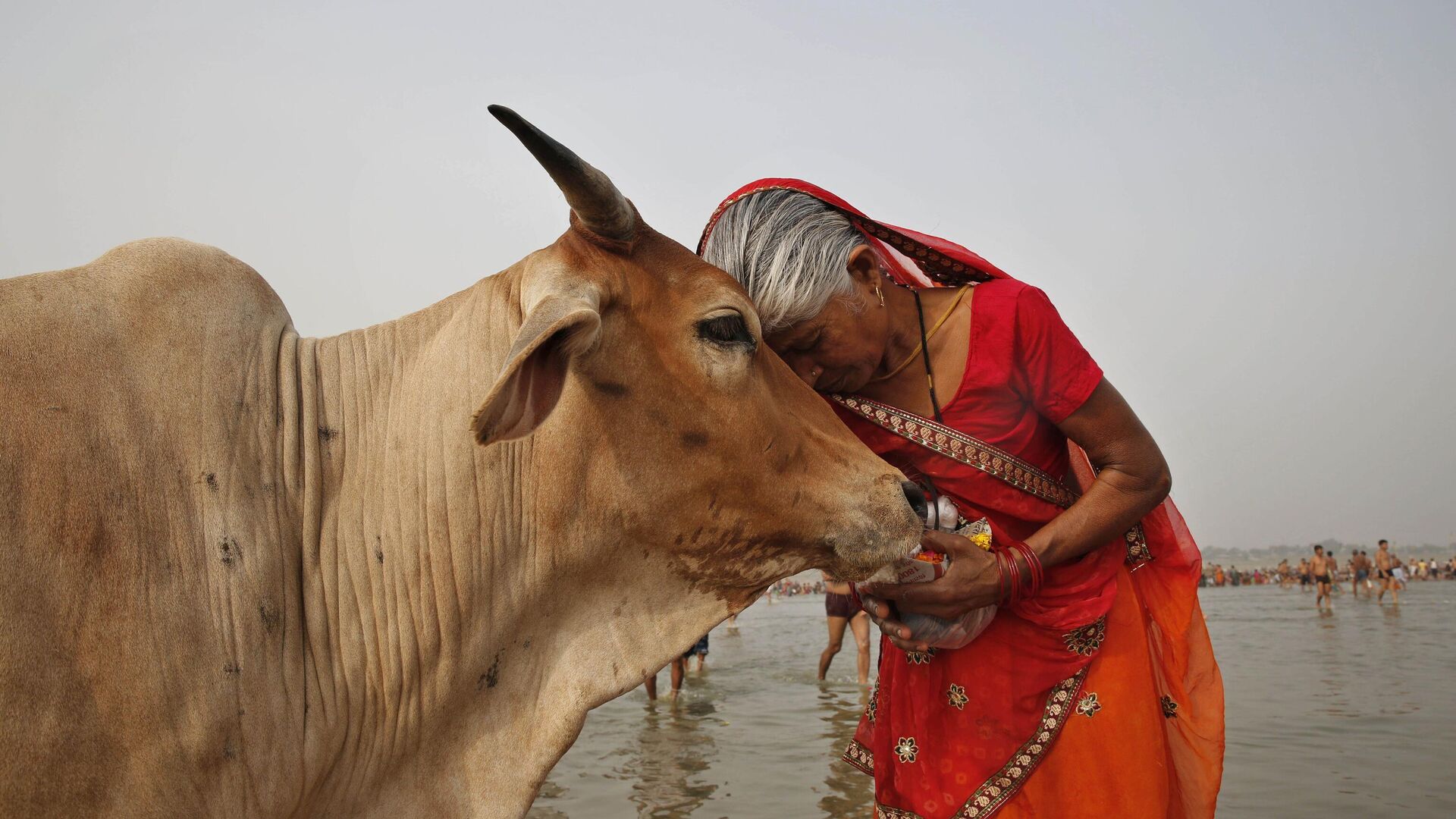 A woman worships a cow as Indian Hindus offer prayers to the River Ganges, holy to them during the Ganga Dussehra festival in Allahabad, India, June 8, 2014. - Sputnik India, 1920, 09.02.2023