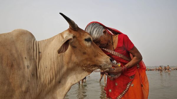 A woman worships a cow as Indian Hindus offer prayers to the River Ganges, holy to them during the Ganga Dussehra festival in Allahabad, India, June 8, 2014. - Sputnik भारत