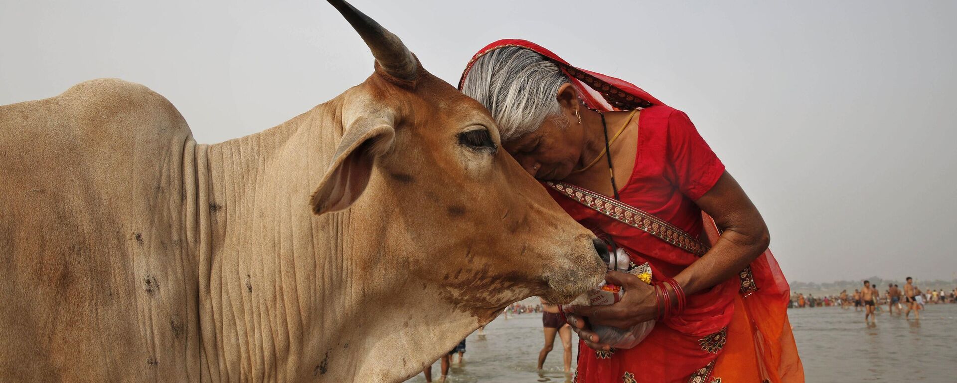 A woman worships a cow as Indian Hindus offer prayers to the River Ganges, holy to them during the Ganga Dussehra festival in Allahabad, India, June 8, 2014. - Sputnik India, 1920, 09.02.2023